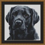 (image for) Black Lab - Dickens